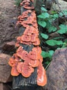 Orange coloured Jack OÃ¢â¬â¢ Lantern Mushrooms